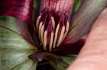 Decumbent trillium